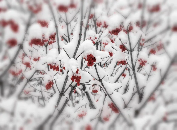 Kış rowan şubeleri — Stok fotoğraf