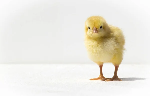 Smal gul kyckling — Stockfoto
