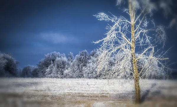 冬季霜景观 — 图库照片
