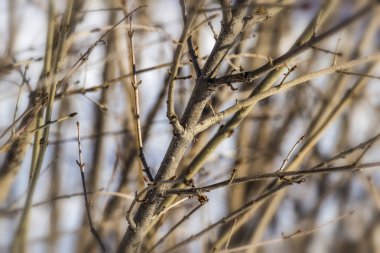 Dalları kış bush