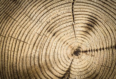 Cut tree trunk