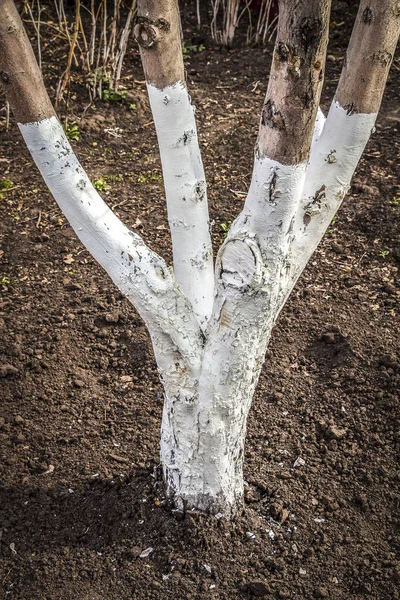 Bahçe ağaçları badana