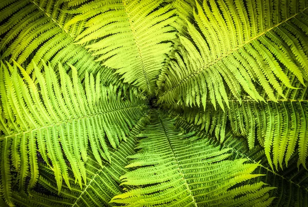 Decorative fern garden — Stock Photo, Image