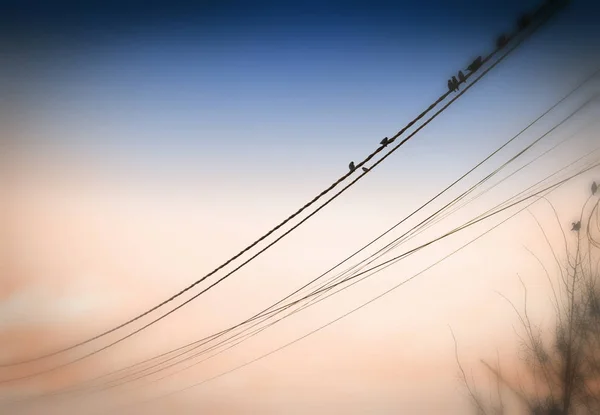 Aves en los alambres —  Fotos de Stock