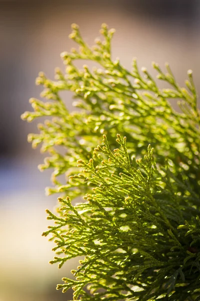 Μέρος του arborvitae — Φωτογραφία Αρχείου