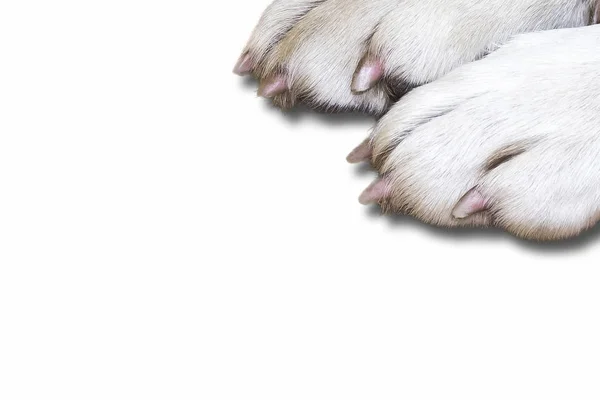 Paws of a white dog — Stock Photo, Image