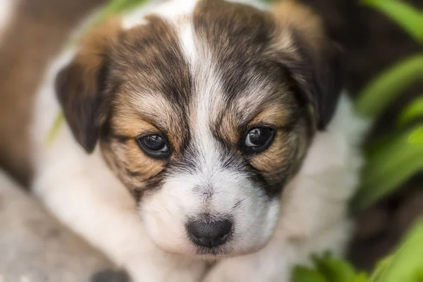 The young puppy — Stock Photo, Image