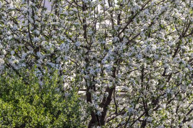 Bahçe desen çiçeklenme