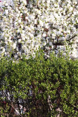 Bahçe desen çiçeklenme