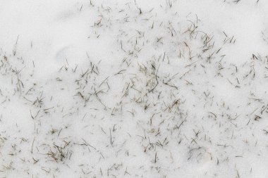 Çimlere kar yağıyor.