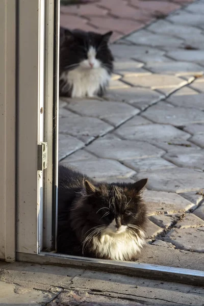 Μαύρες γάτες στην πόρτα. — Φωτογραφία Αρχείου