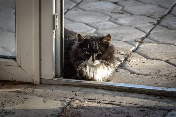 Chat noir à la porte — Photo