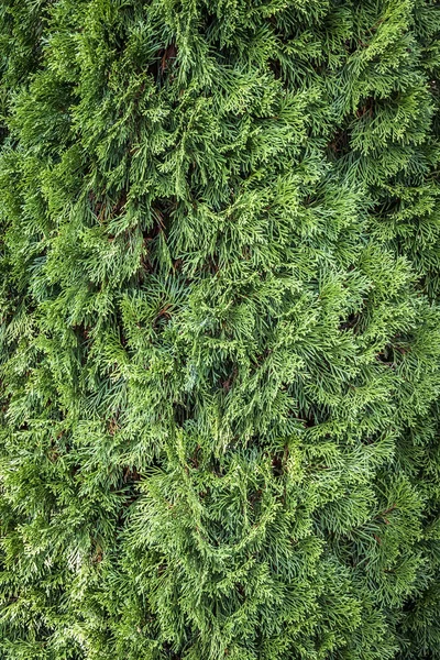 Thuja foliage close-up — 스톡 사진
