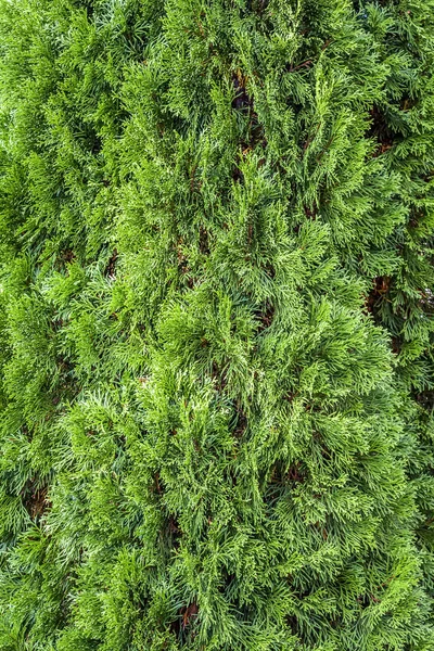 Folhagem de Thuja close-up — Fotografia de Stock