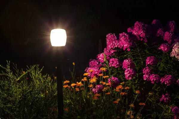 Gartenlampe im Blumengarten — Stockfoto