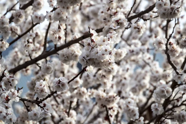 Абрикосовые цветы в саду — стоковое фото