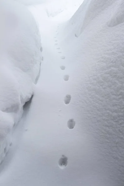 Katzenspuren im Schnee — Stockfoto