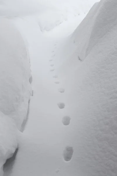 雪地上的猫脚印 — 图库照片