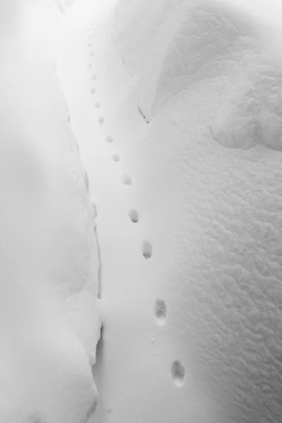 Pistes de chat dans la neige — Photo