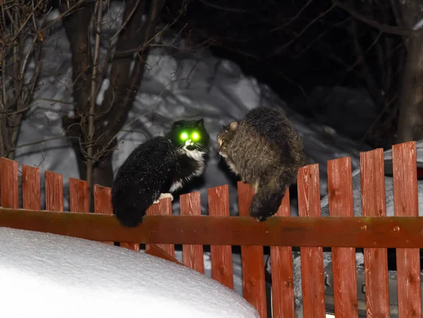 Кошки на заборе — стоковое фото