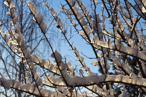 Sneeuw op de bomen — Stockfoto