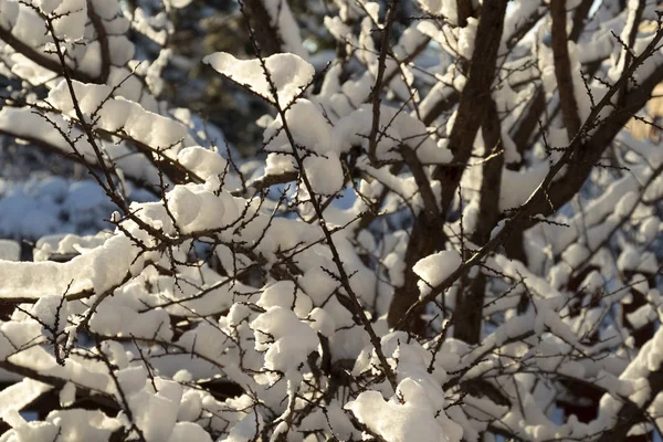 Sneeuw op de bomen — Stockfoto