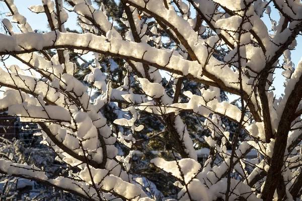 Sneeuw op de bomen — Stockfoto