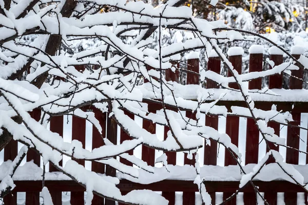 Snow in the backyard