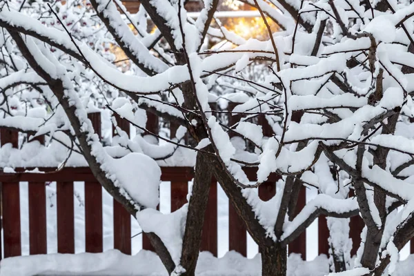 裏庭の雪 — ストック写真