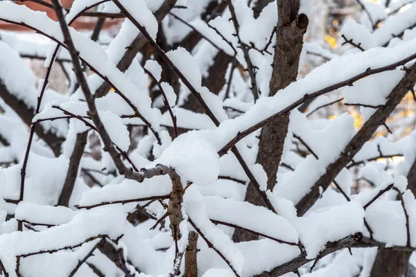 木に雪します。 — ストック写真