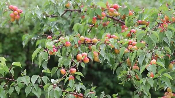 Regndroppar på bladen — Stockvideo