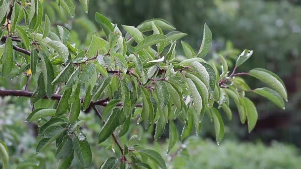 Капли дождя на листьях — стоковое видео