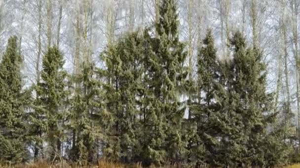 Birch and fir trees in hoarfrost — Stock video