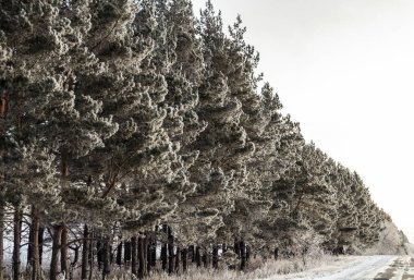 Sabahları çam dalları, kalın buzullar..