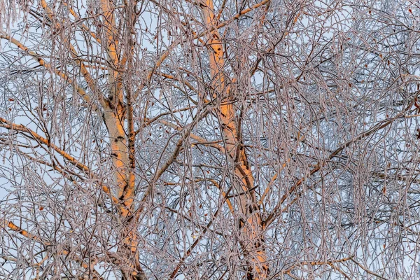 Berkenbomen Vorst Stralen Van Rijzende Zon — Stockfoto