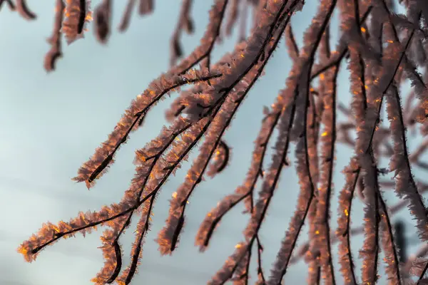 Berkenbomen Vorst Stralen Van Rijzende Zon — Stockfoto
