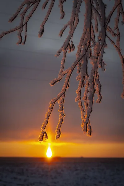 Birch Trees Hoarfrost Rays Rising Sun — Stock Photo, Image