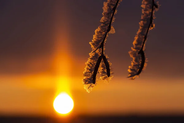 日の出の光の中で 霜に包まれた白樺の木 — ストック写真