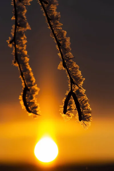 Березы Инее Лучах Восходящего Солнца — стоковое фото