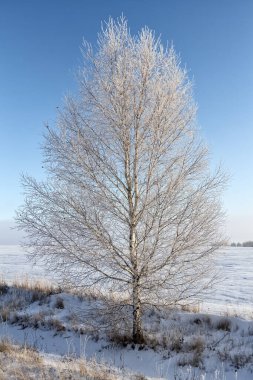 Huş ağaçları, yükselen güneşin ışınlarında kırağı kaplıyor..