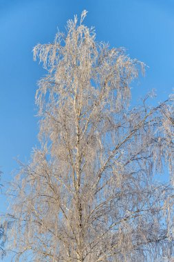 Huş ağaçları, yükselen güneşin ışınlarında kırağı kaplıyor..