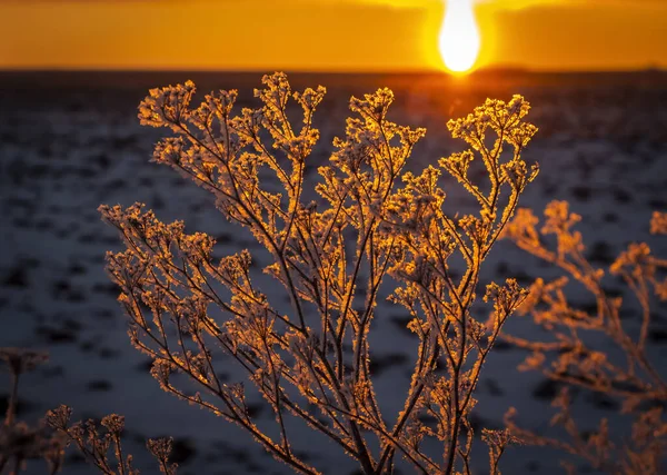 Заморожений Чагарник Променях Висхідного Сонця — стокове фото