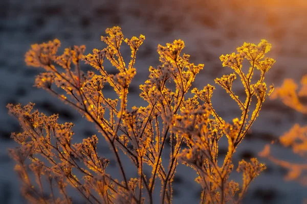 Arbusto Congelado Los Rayos Del Sol Naciente —  Fotos de Stock