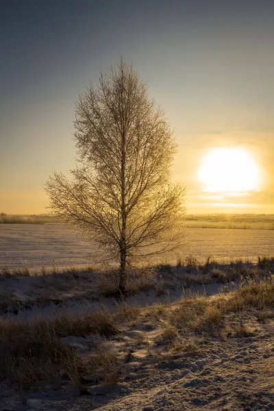 Huş Ağaçları Yükselen Güneşin Işınlarında Kırağı Kaplıyor — Stok fotoğraf