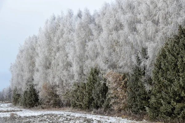 Soğuk Bir Kış Gününde Huş Ağacı Yeşil Ladin — Stok fotoğraf