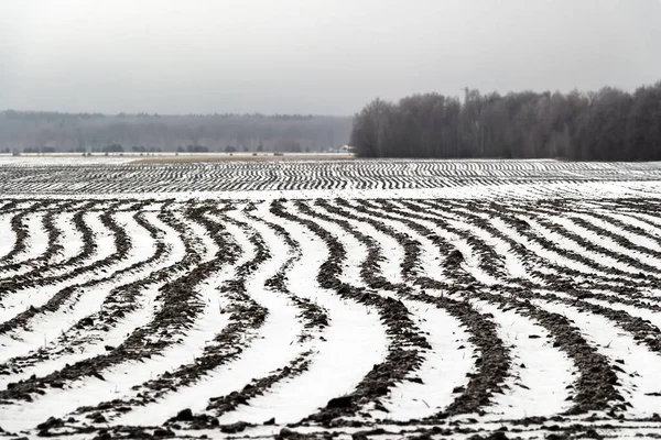 Mezőgazdasági Földeket Tiszta Fehér Borítja — Stock Fotó