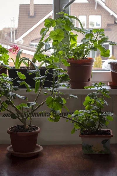 Many indoor plants stand on the windowsill and next to the table.