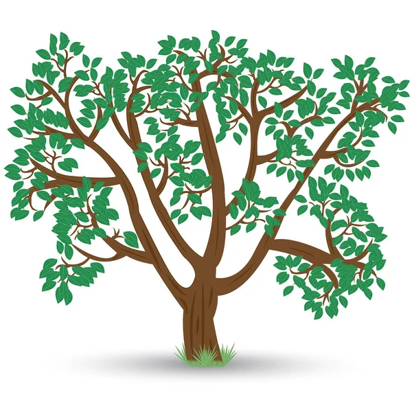 Alter Baum mit Blättern — Stockvektor