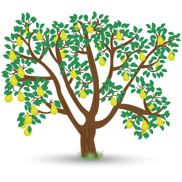 Baum mit Birnen — Stockvektor