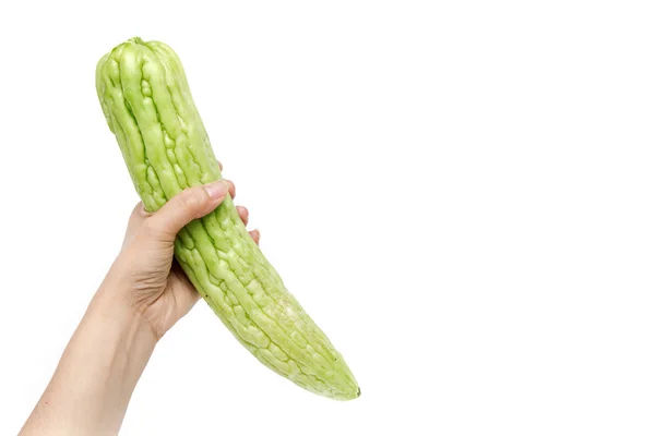 Kabak, acı salatalık veya balsam armut beyaz geri tutan el